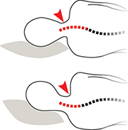 diagram illustrating pillows that are too thick and spine getting bent upwards, and too thin, with spine getting bent downwards