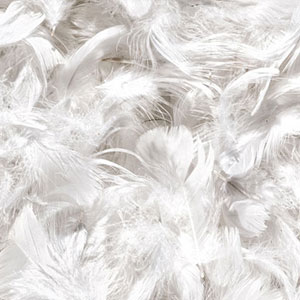 feather stuffing