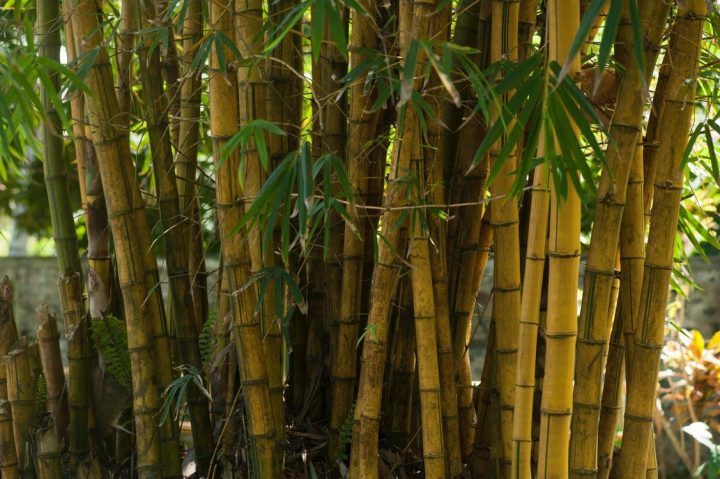 Bamboo growing in the sun