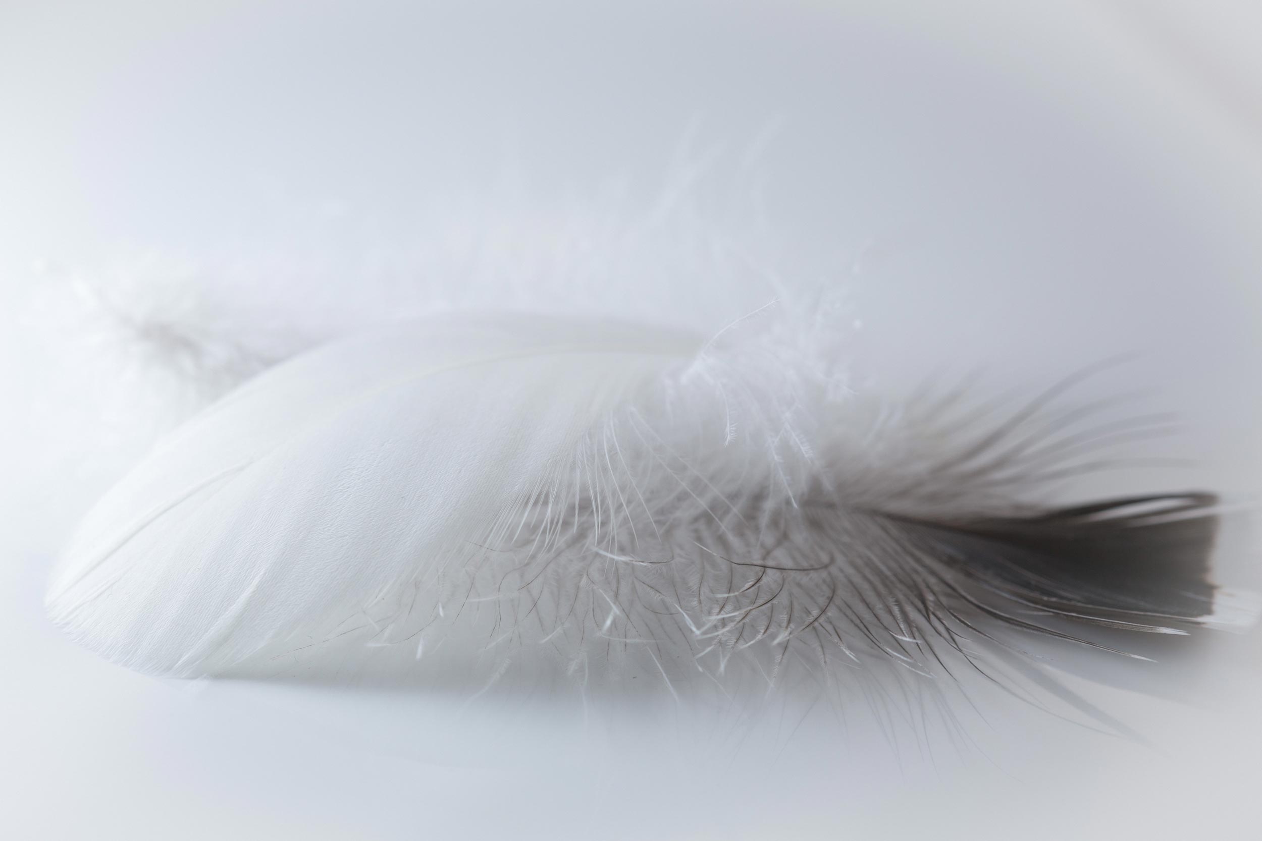 stop feathers from coming out of pillow