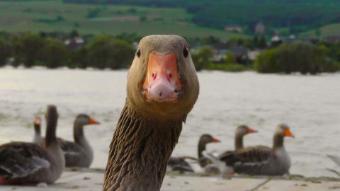 Goose looks at camera