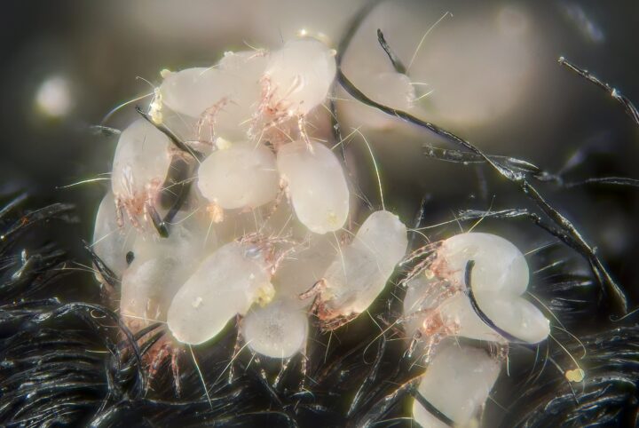 Do Buckwheat Pillows Attract Bugs?