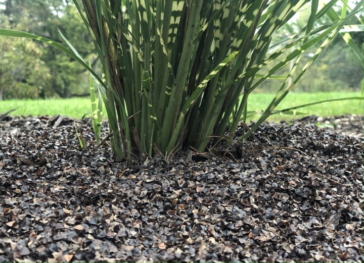 buckwheat hull mulch